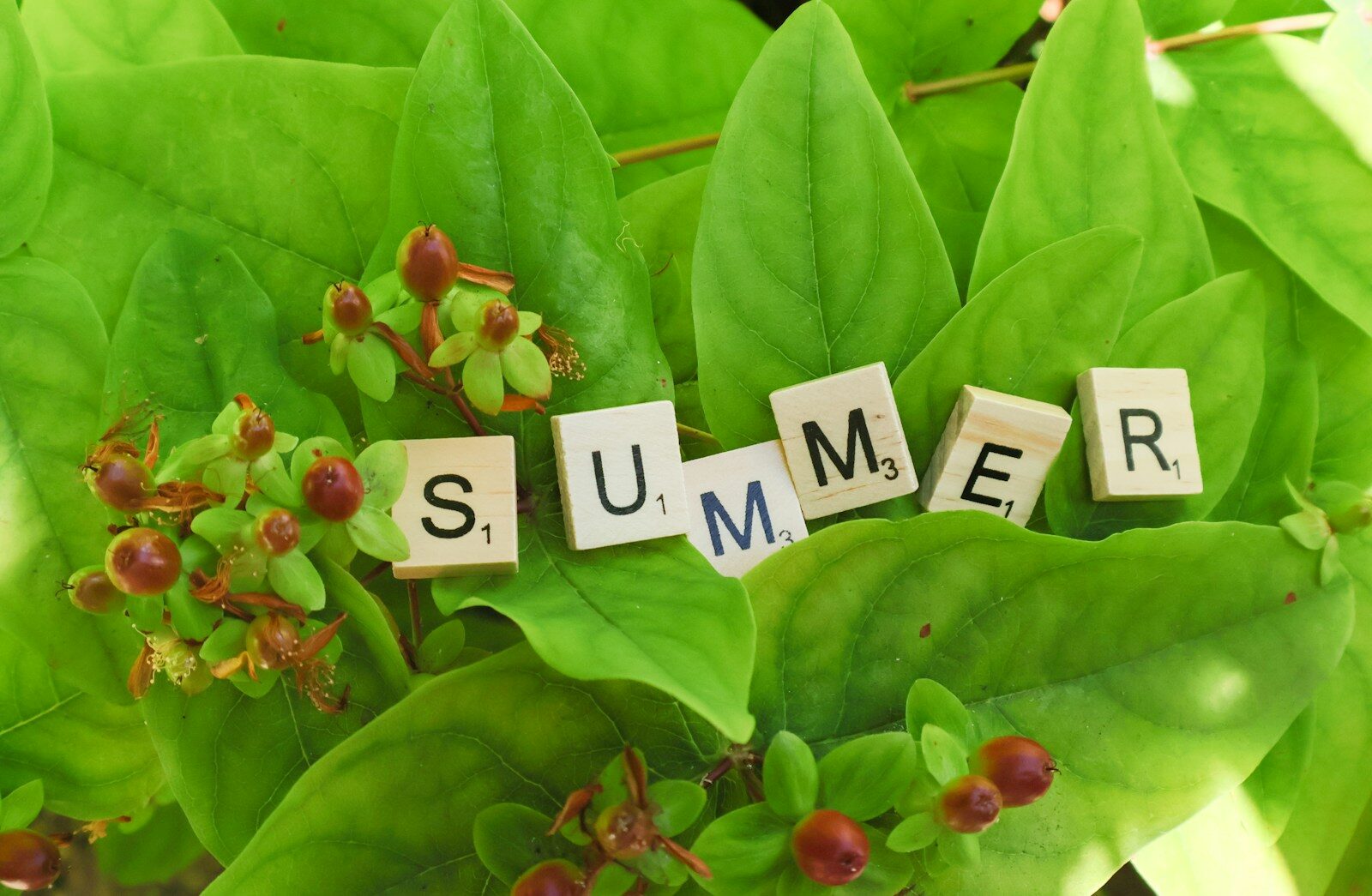 Scrabble tiles spelling summer among green leaves and red berries.